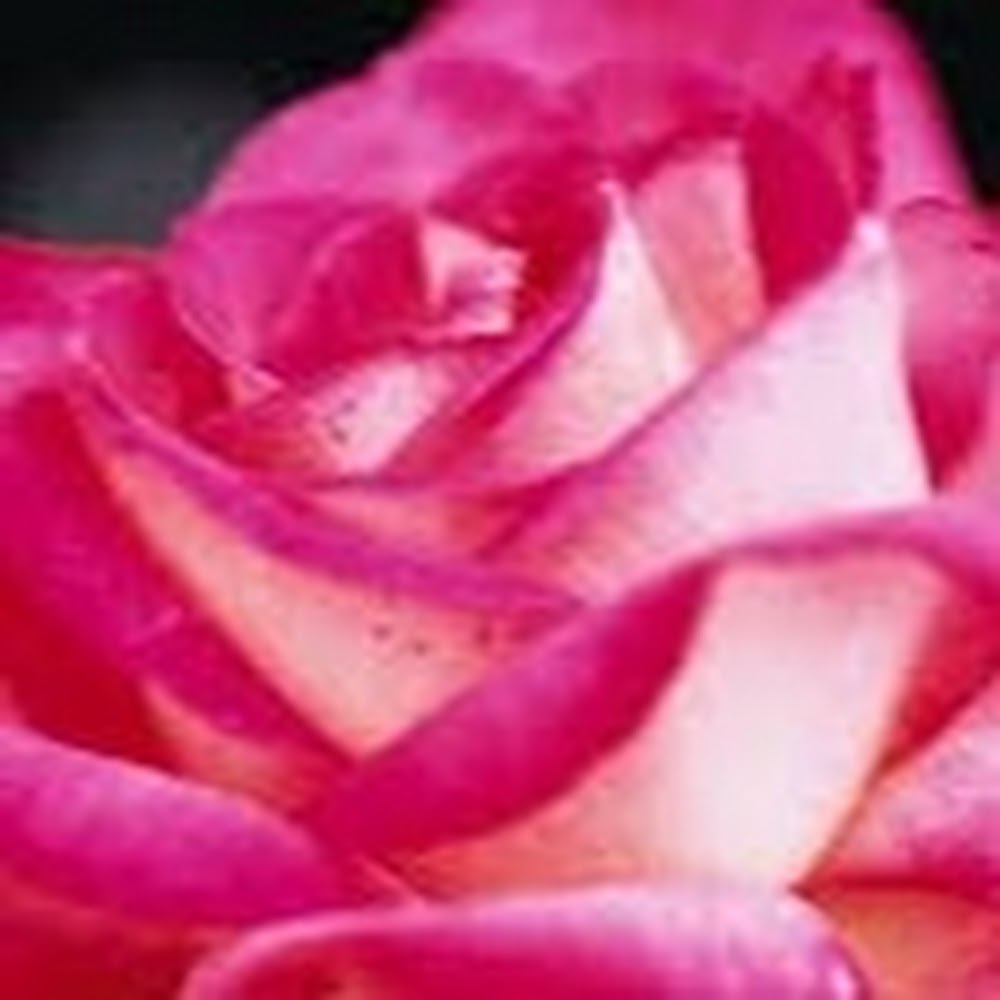 Meet your Posher, Juliana